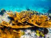 Coral Bleaching Feature Image