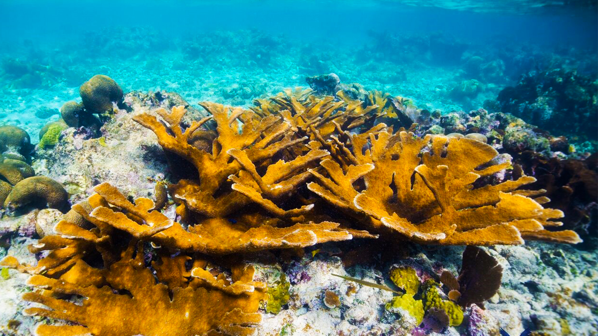 Coral Bleaching Feature Image